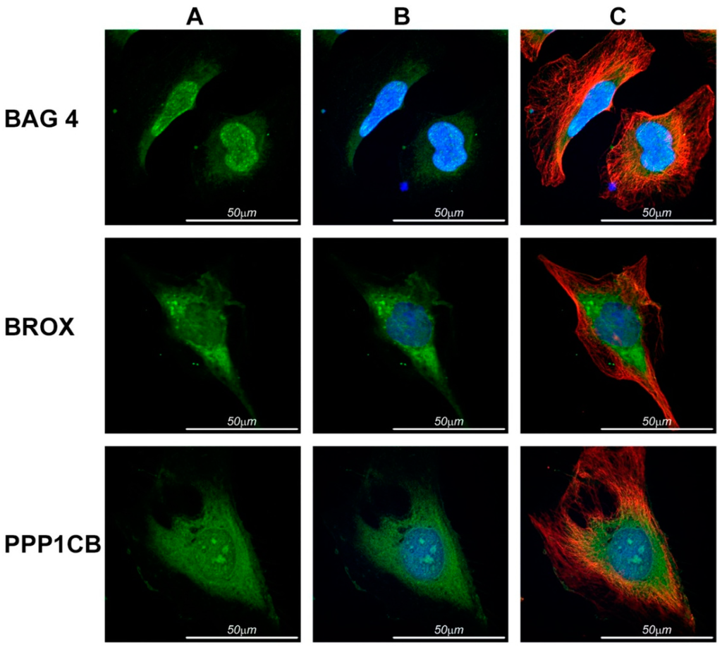Ijms 16 07462 g003 1024