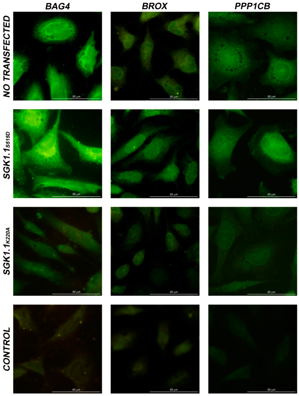 Ijms 16 07462 g004 1024