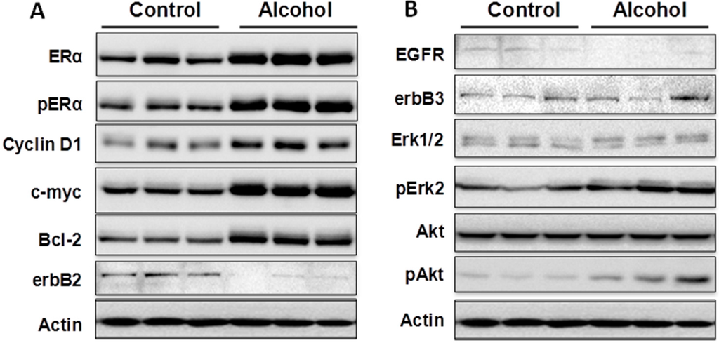 Ijms 16 07655 g004 1024
