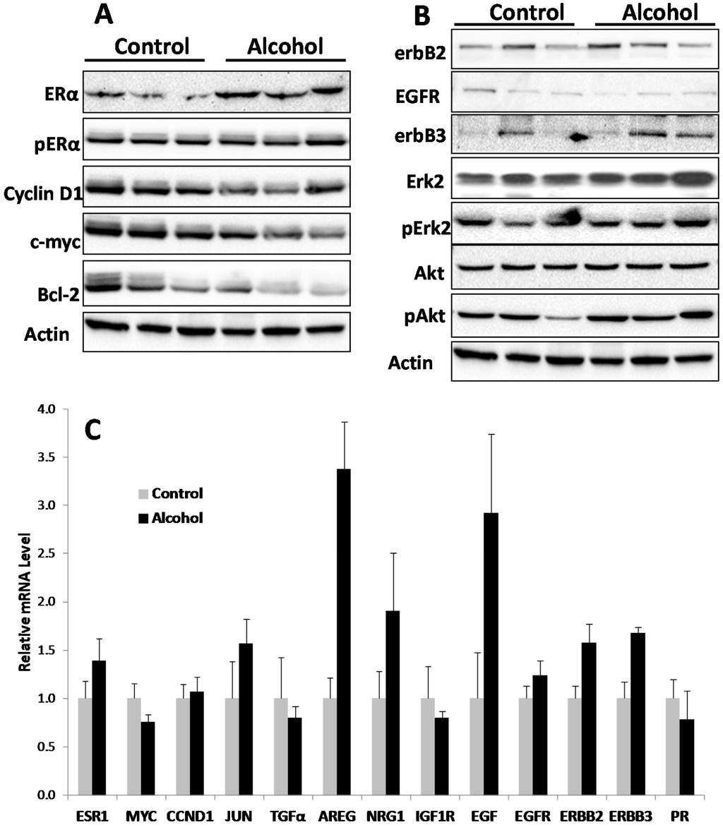 Ijms 16 07655 g006 1024