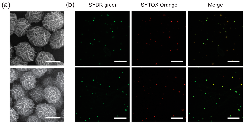 Ijms 16 07738 g001 1024
