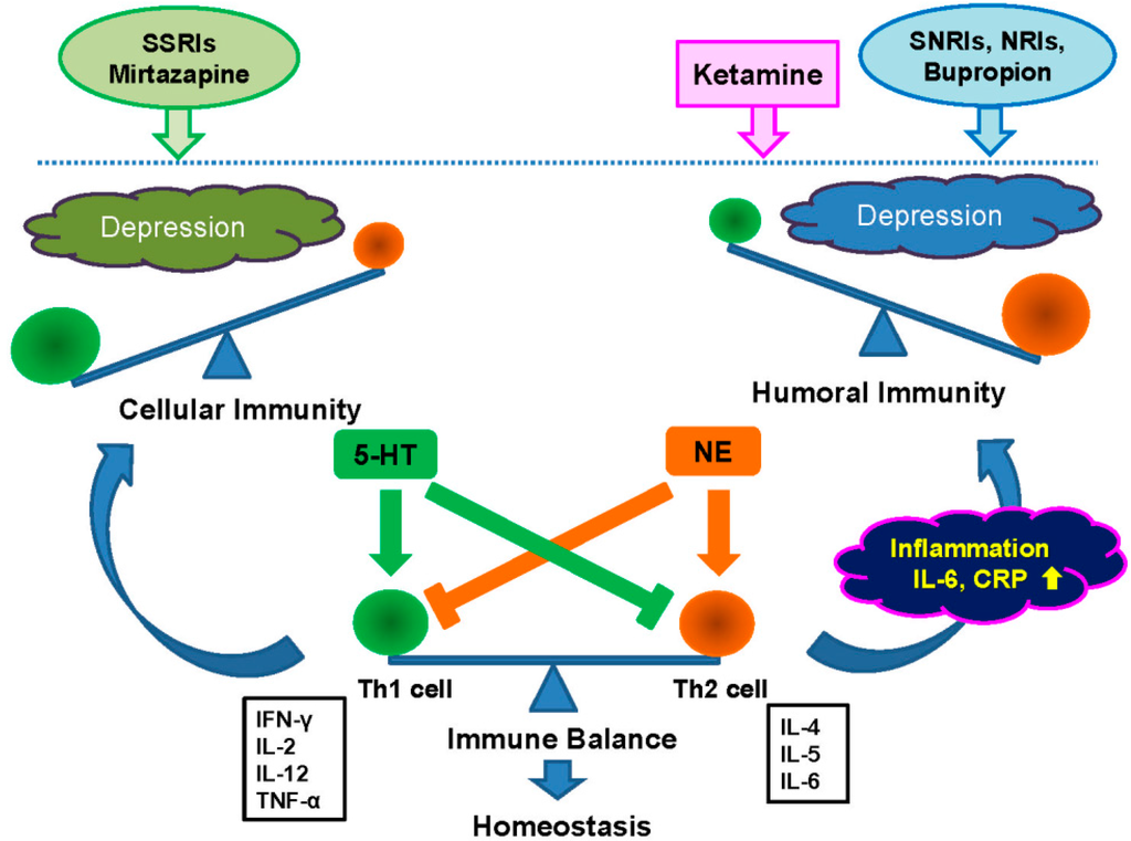 Ijms 16 07796 g001 1024