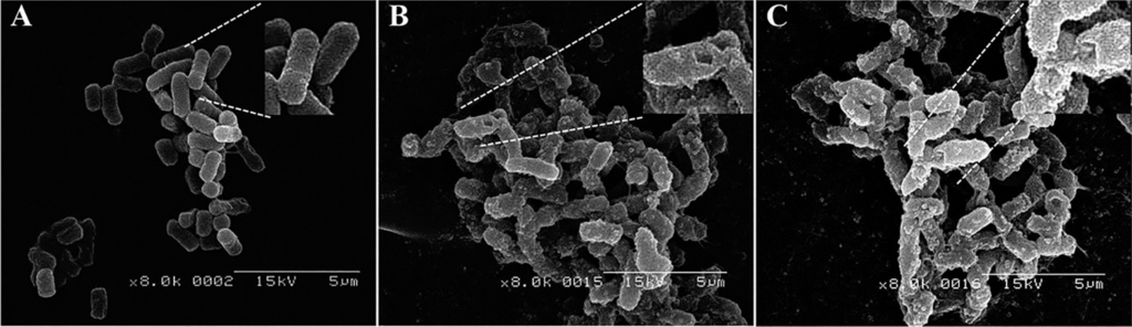 Ijms 16 07995 g004 1024