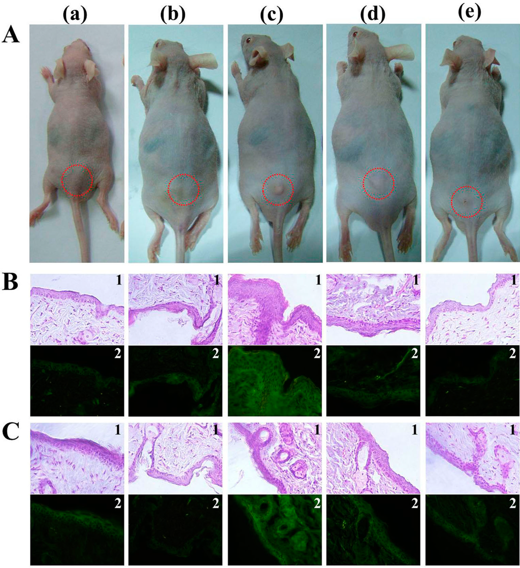 Ijms 16 07995 g006 1024