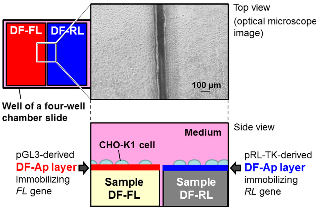 Ijms 16 08294 g001 1024