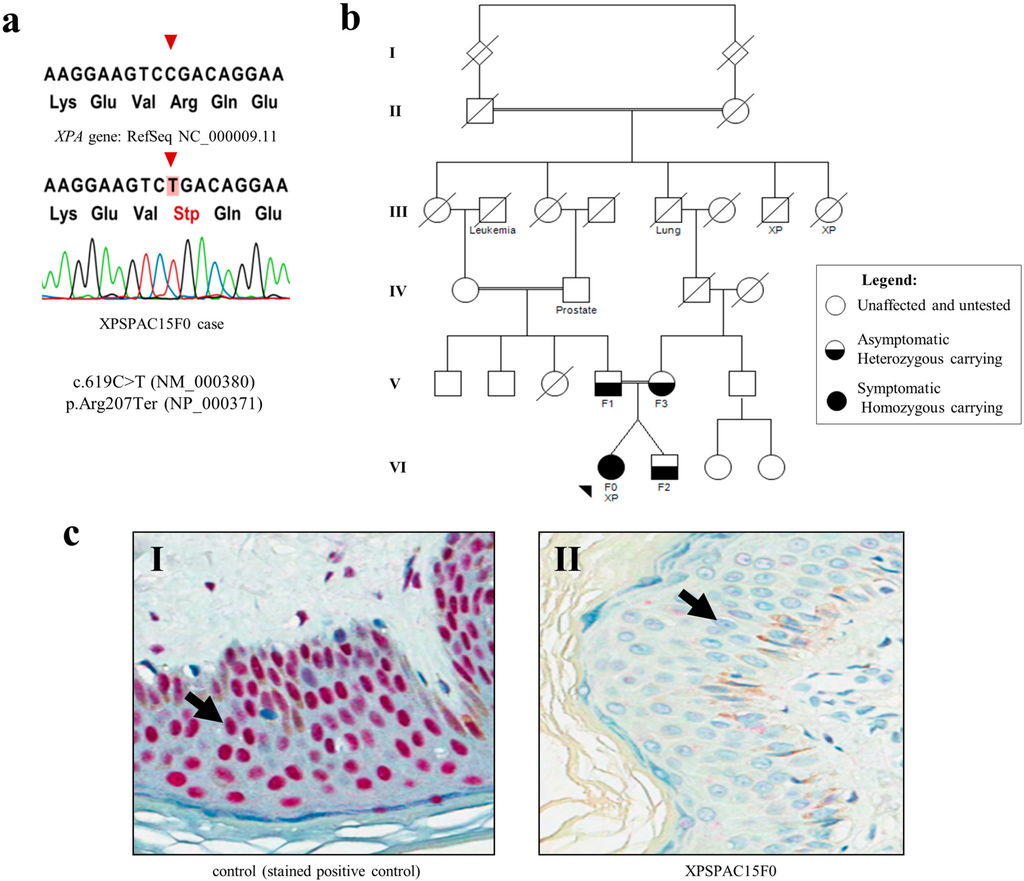 Ijms 16 08988 g001 1024