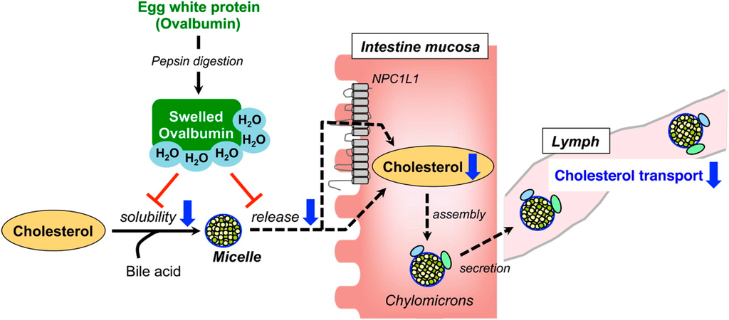 Ijms 16 09303 g002 1024