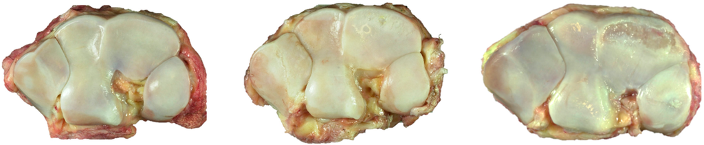 Ijms 16 09600 g006 1024