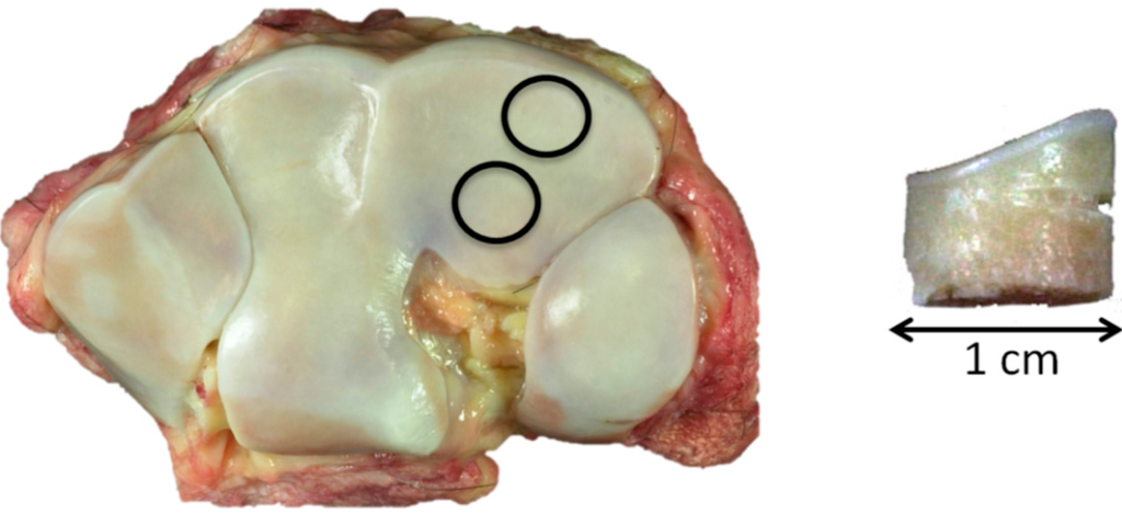 Ijms 16 09600 g007 1024