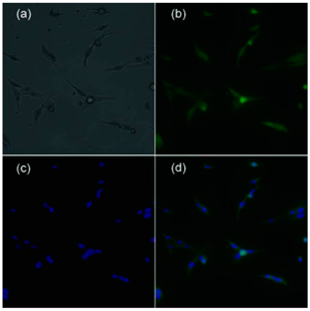 Ijms 16 09625 g001 1024