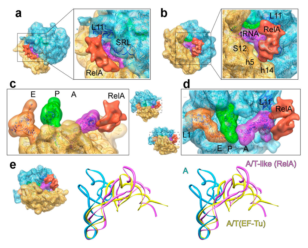 Ijms 16 09866 g009 1024