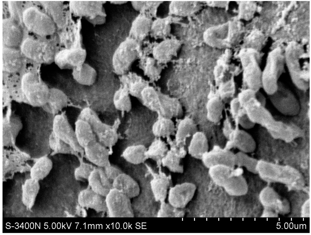 Ijms 16 10038 g001 1024