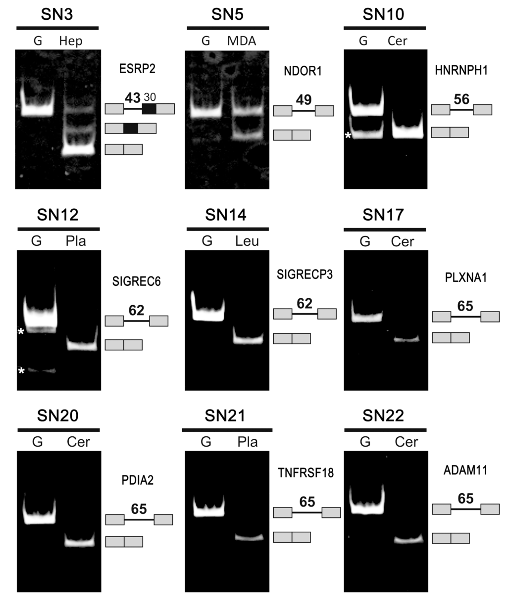 Ijms 16 10376 g002 1024