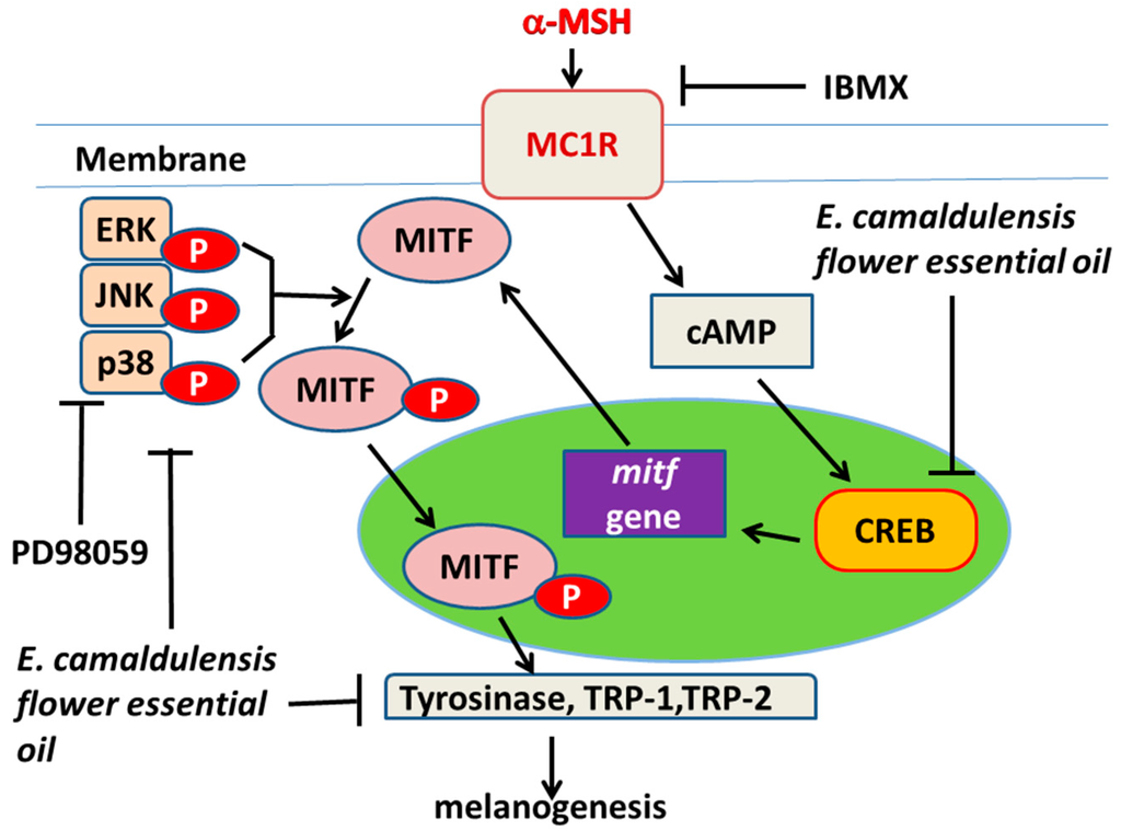 Ijms 16 10470 g006 1024
