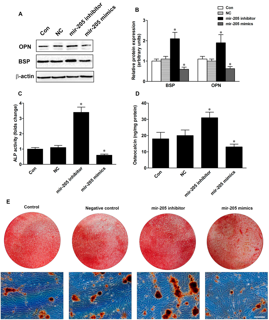 Ijms 16 10491 g002a 1024
