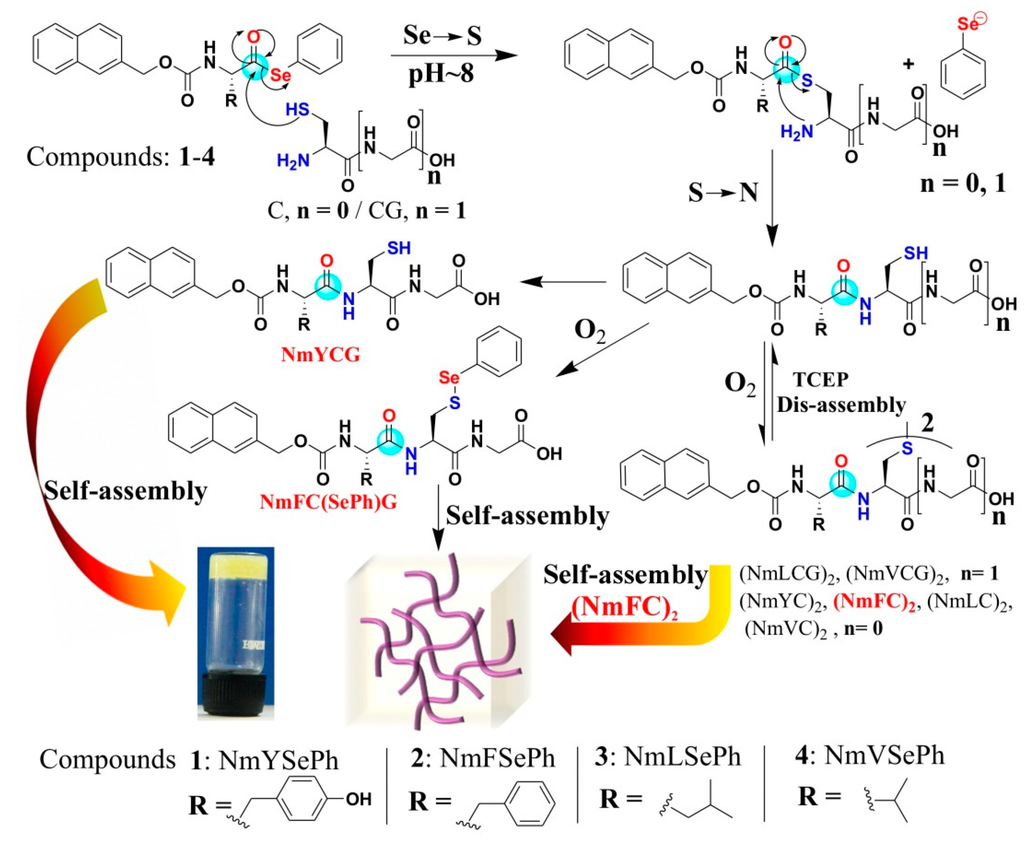 Ijms 16 10797 g015 1024