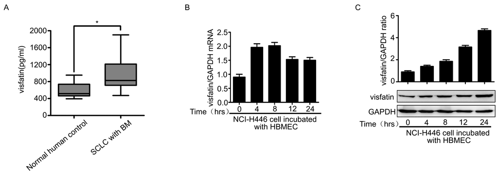 Ijms 16 11439 g001a 1024