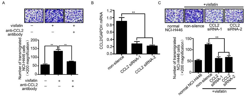 Ijms 16 11439 g002 1024