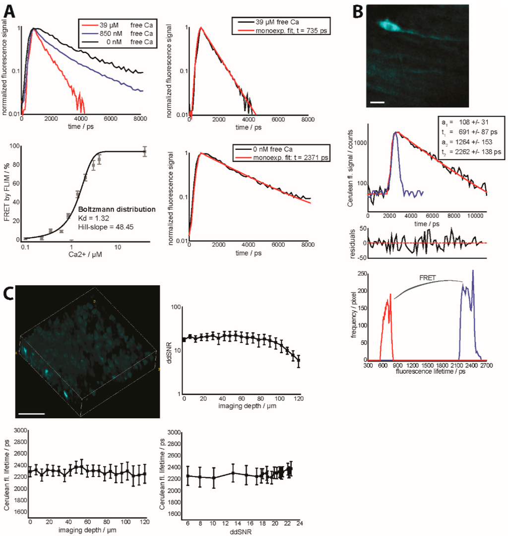 Ijms 16 11713 g004 1024