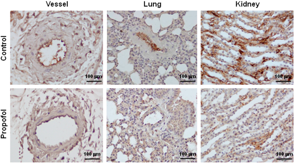 Ijms 16 12092 g003 1024