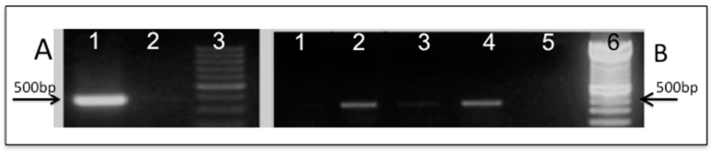 Ijms 16 12324 g003 1024