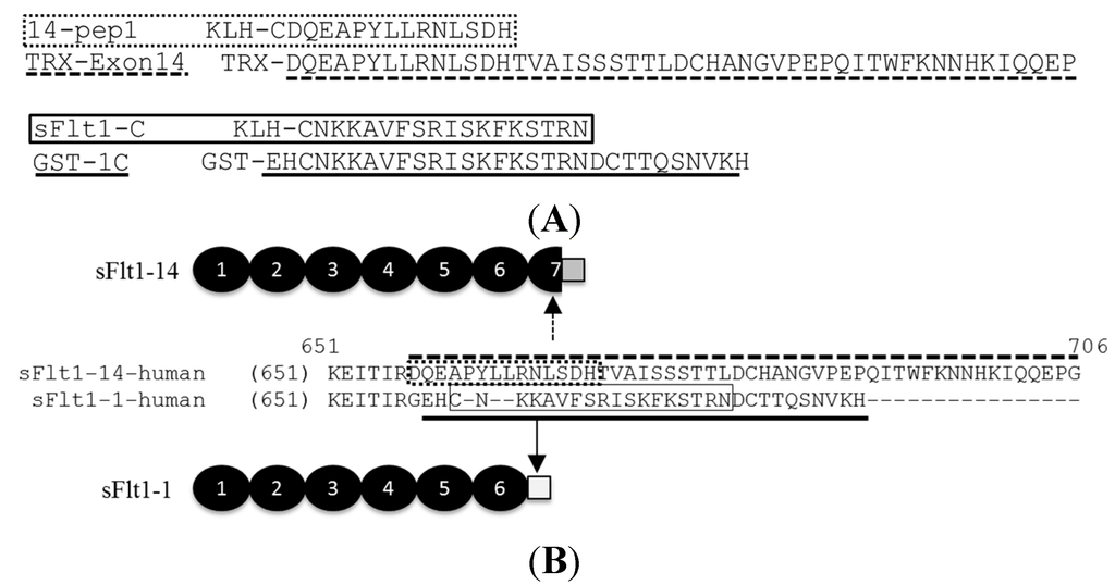 Ijms 16 12436 g001 1024