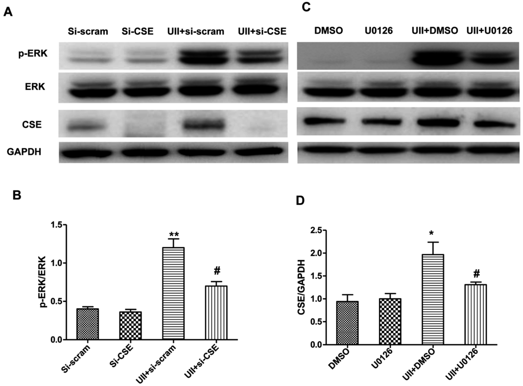 Ijms 16 12482 g004 1024