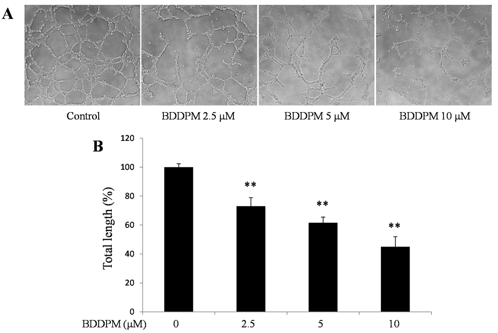 Ijms 16 13548 g004 1024