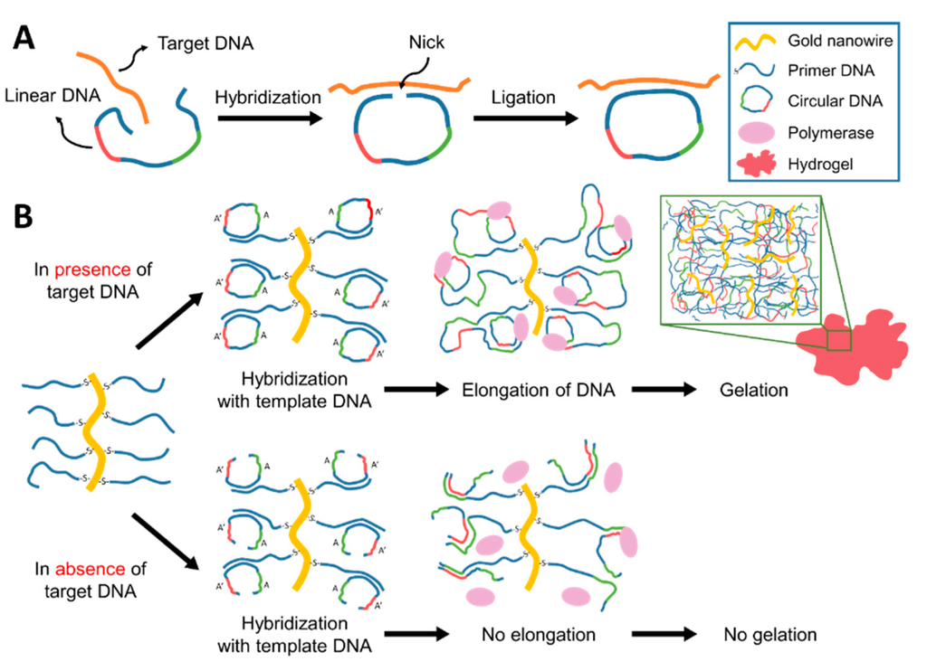 Ijms 16 13653 g001 1024