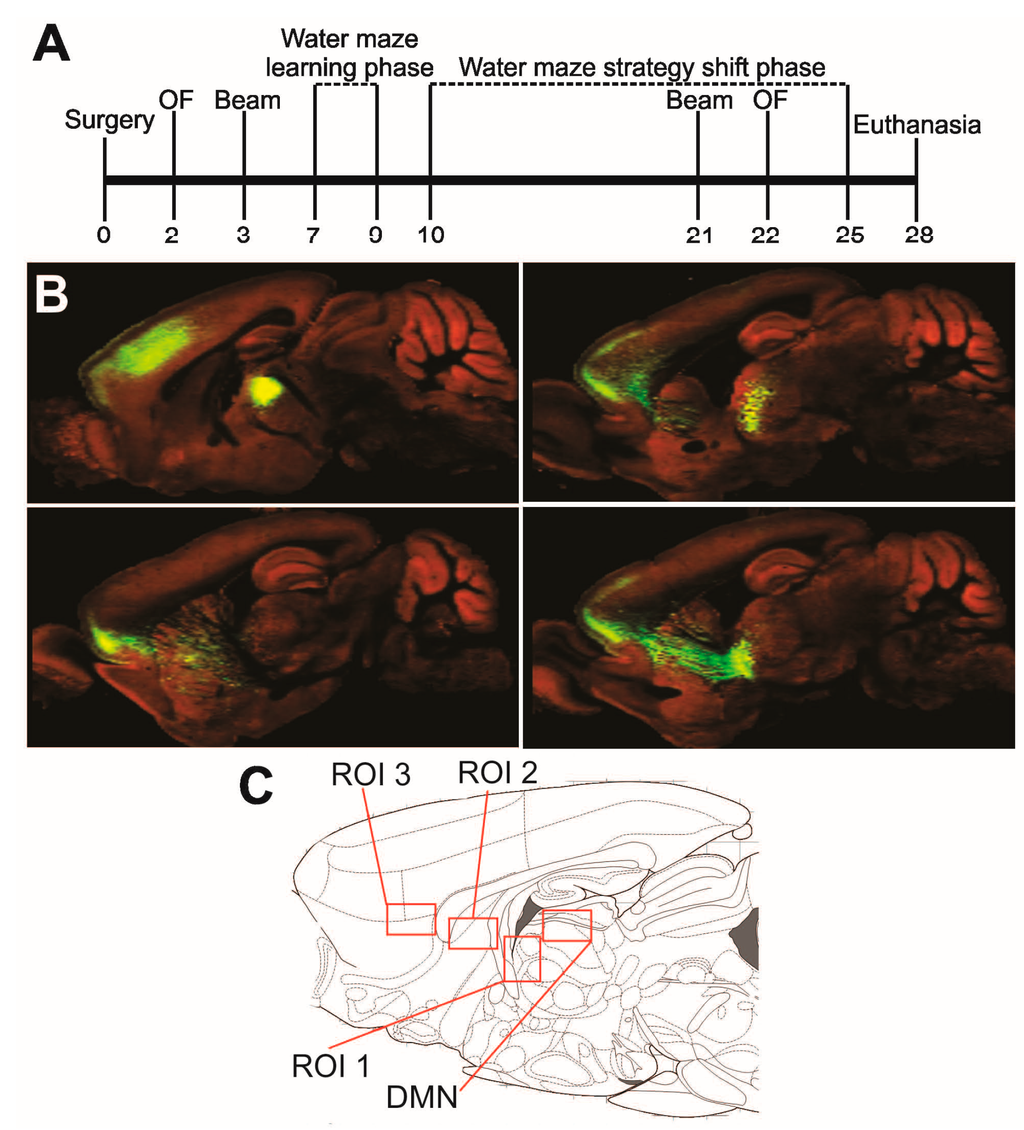 Ijms 16 13921 g001 1024