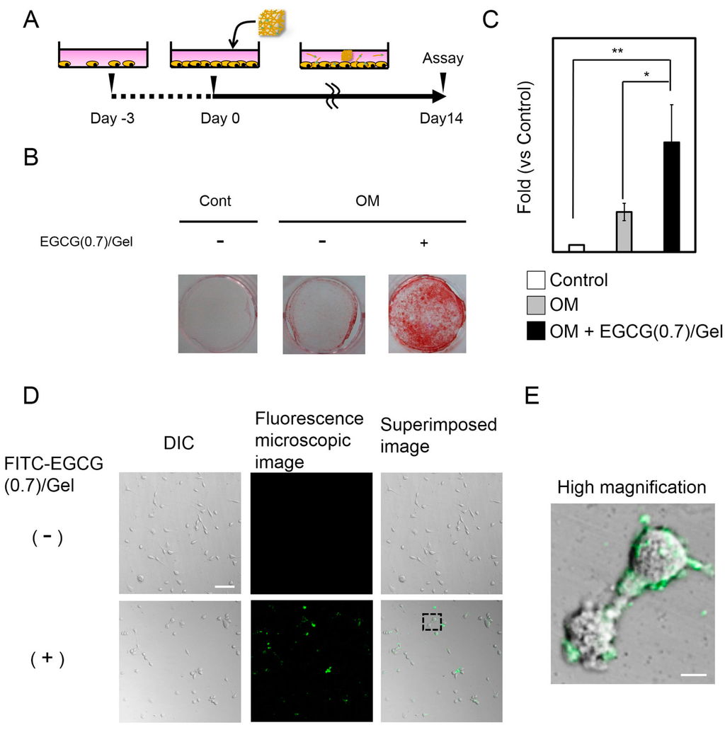 Ijms 16 14143 g006 1024