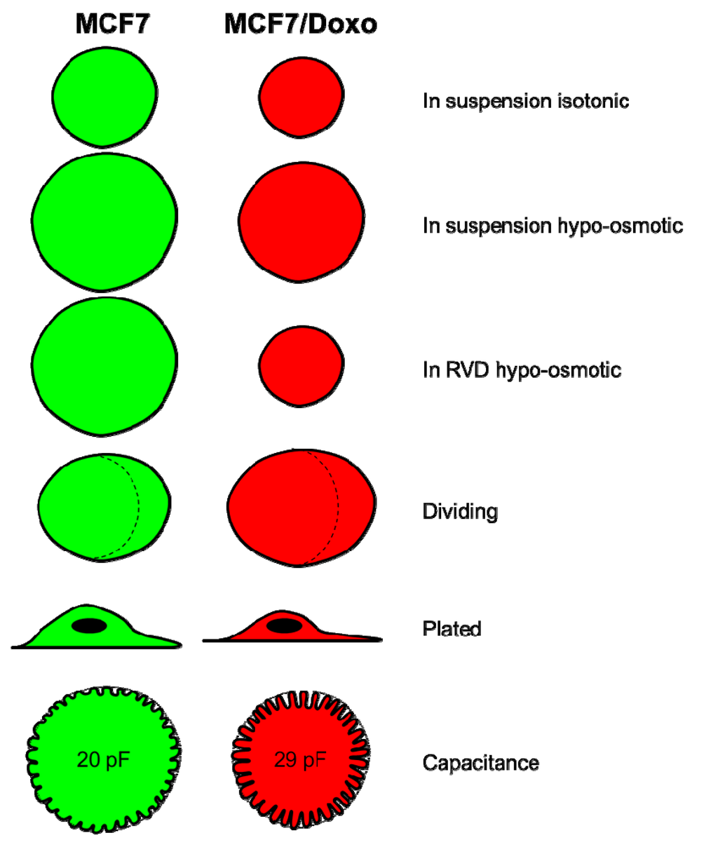 Ijms 16 14318 g005 1024