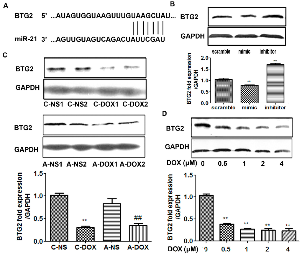 Ijms 16 14511 g005 1024