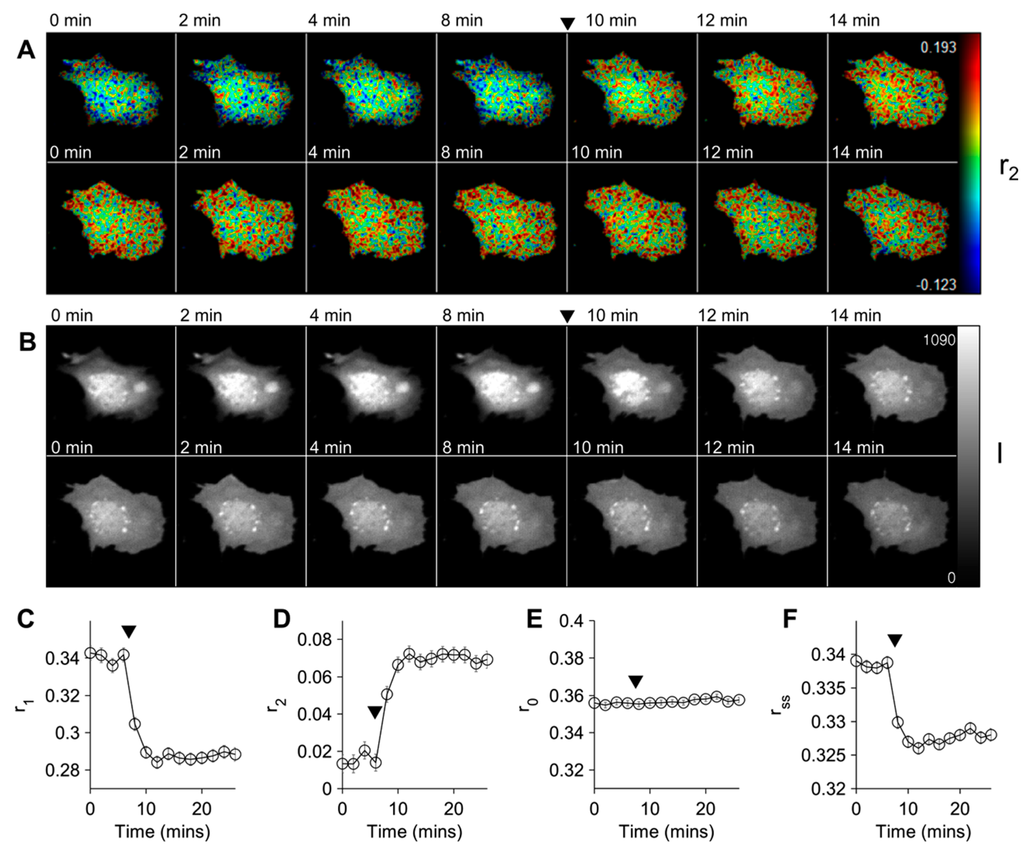 Ijms 16 14695 g002 1024