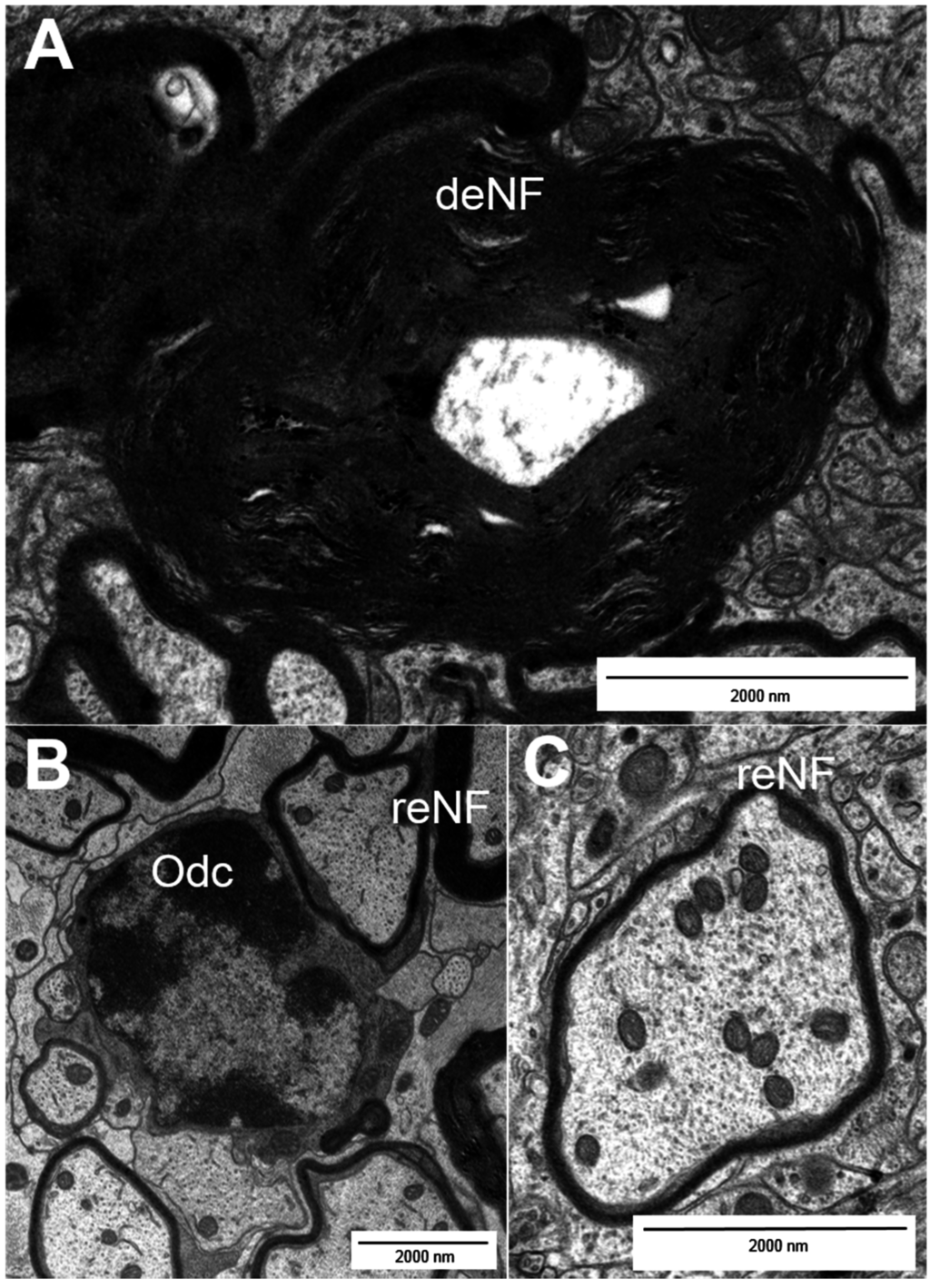 Ijms 16 14850 g002 1024