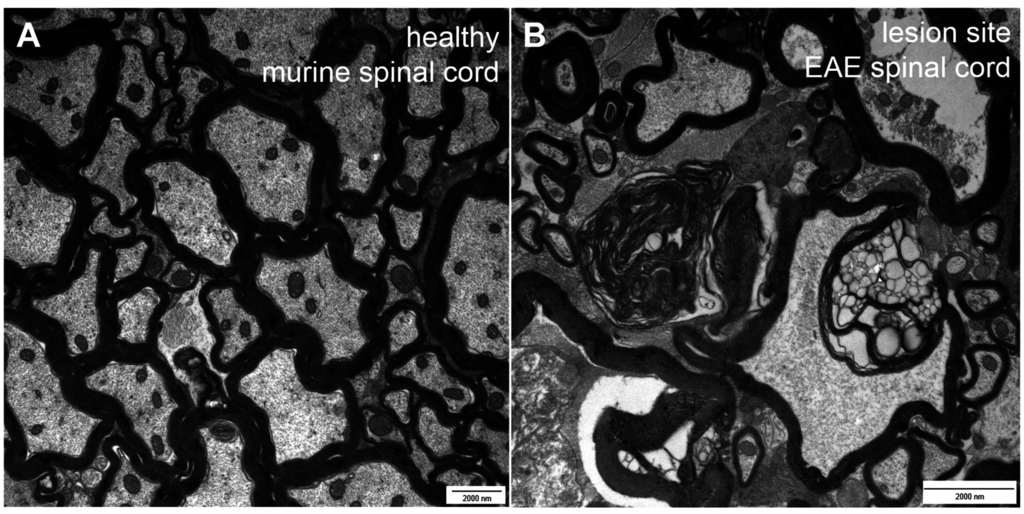 Ijms 16 14850 g003 1024