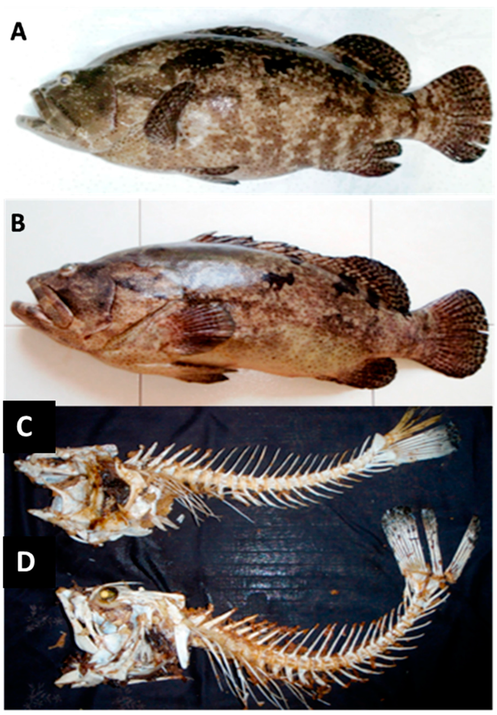 Ijms 16 14884 g002 1024