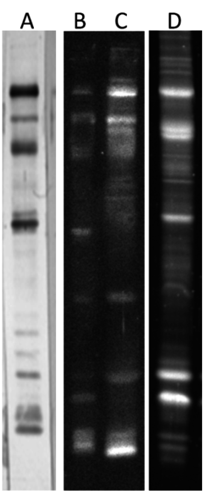 Ijms 16 14933 g005 1024