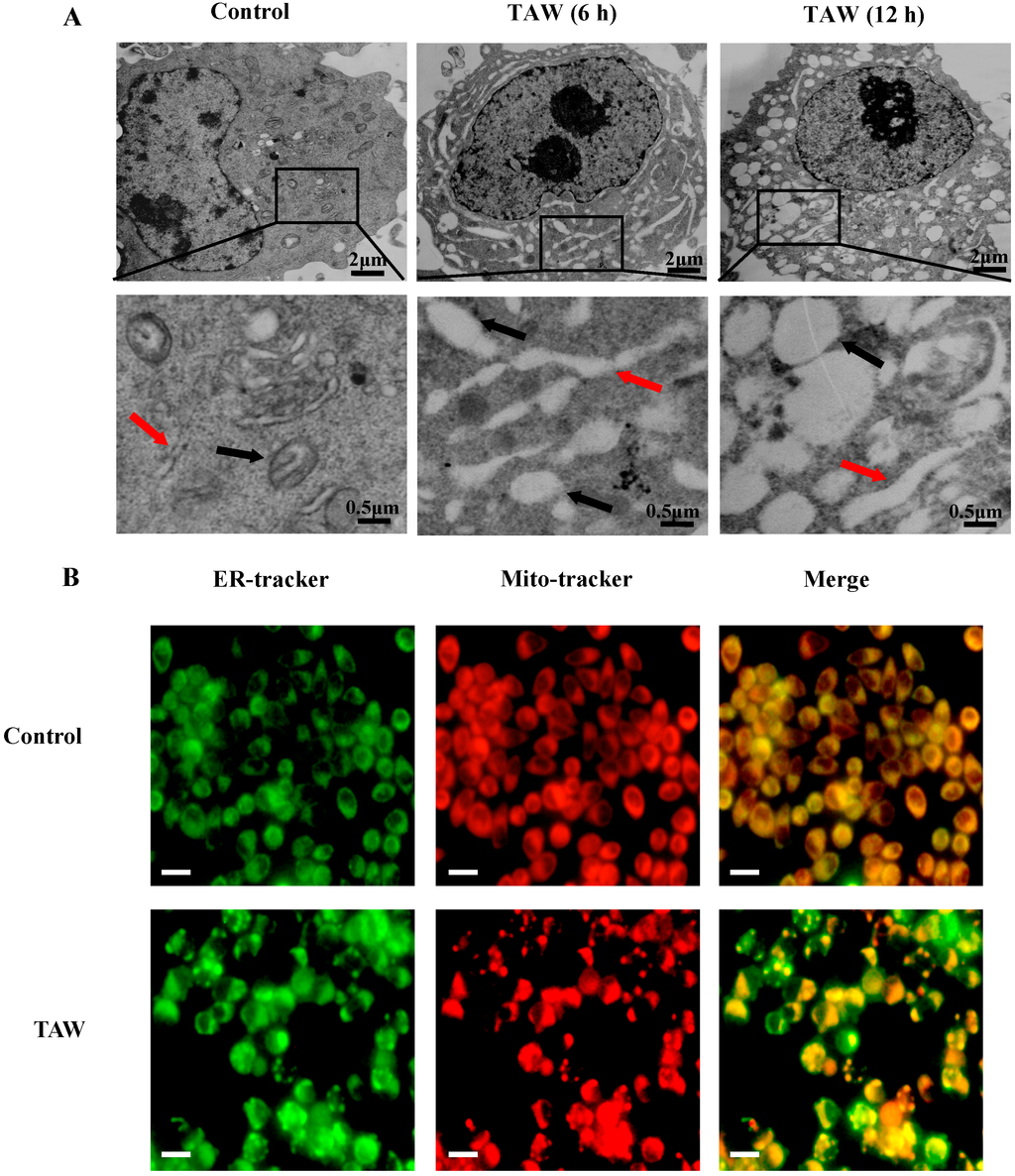 Ijms 16 14979 g002a 1024