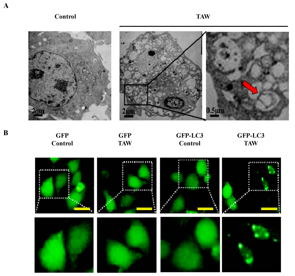 Ijms 16 14979 g005a 1024