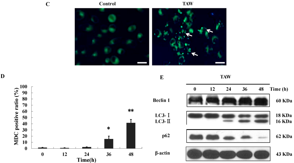 Ijms 16 14979 g005b 1024