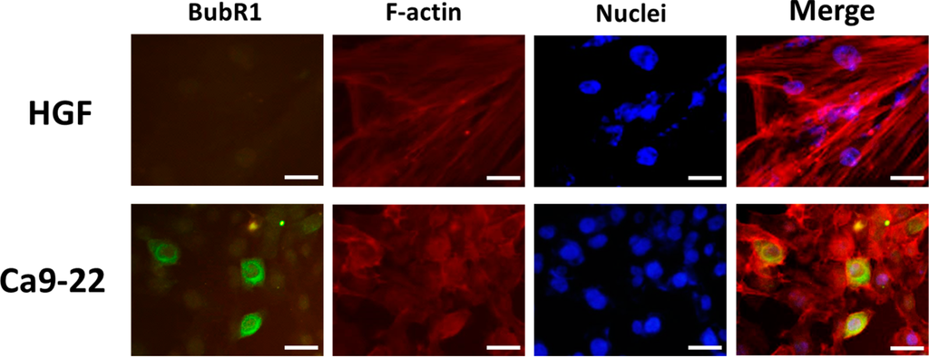 Ijms 16 15104 g002 1024