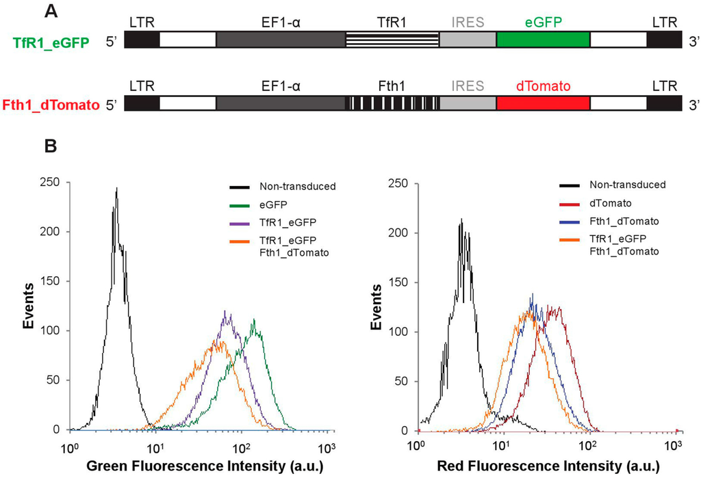 Ijms 16 15481 g001 1024