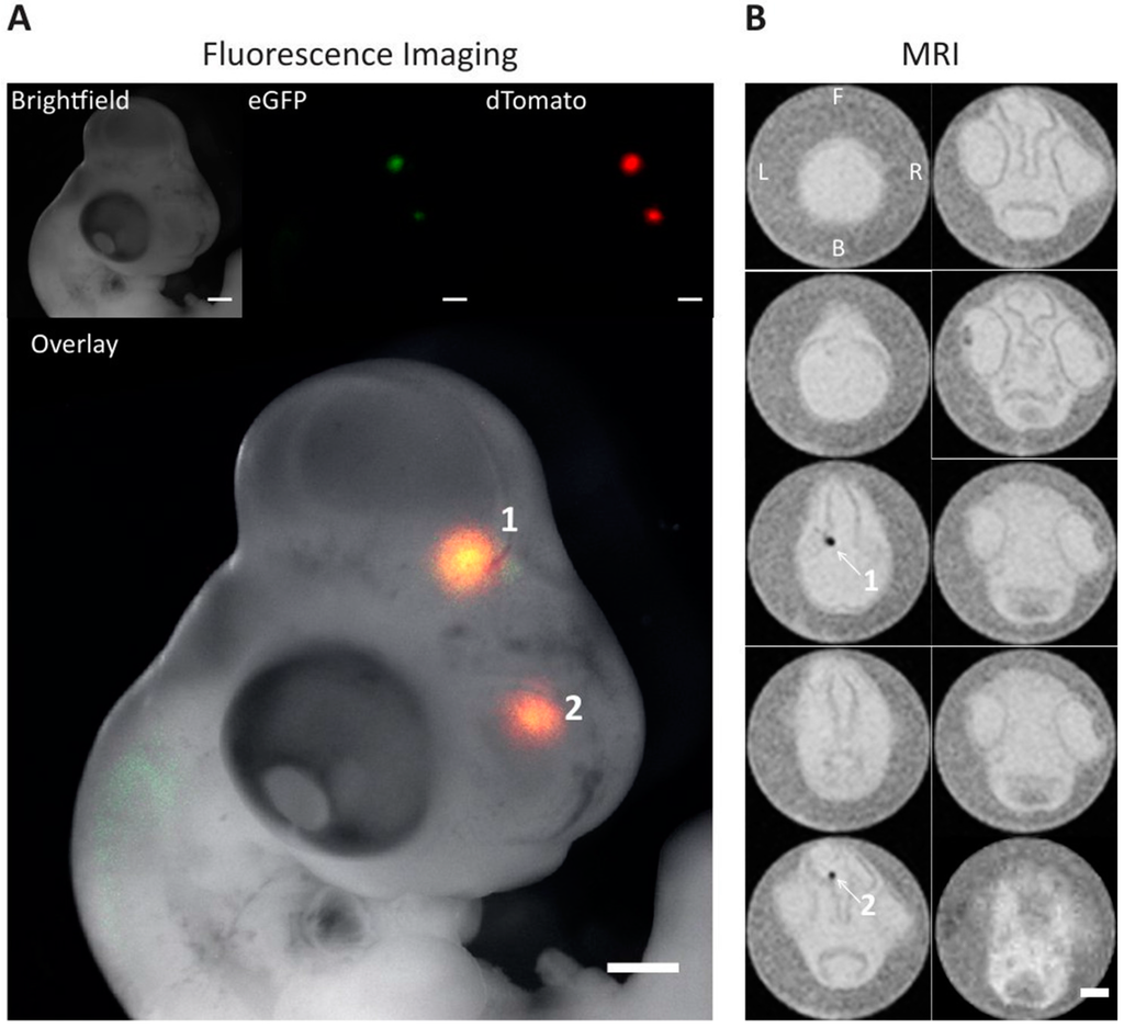 Ijms 16 15481 g007 1024