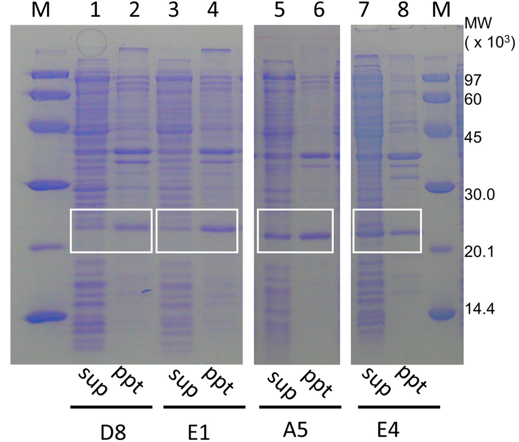 Ijms 16 15743 g005 1024
