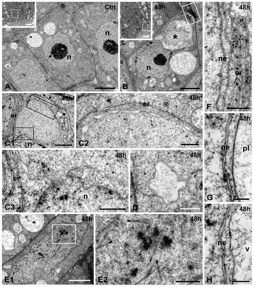 Ijms 16 15852 g004 1024