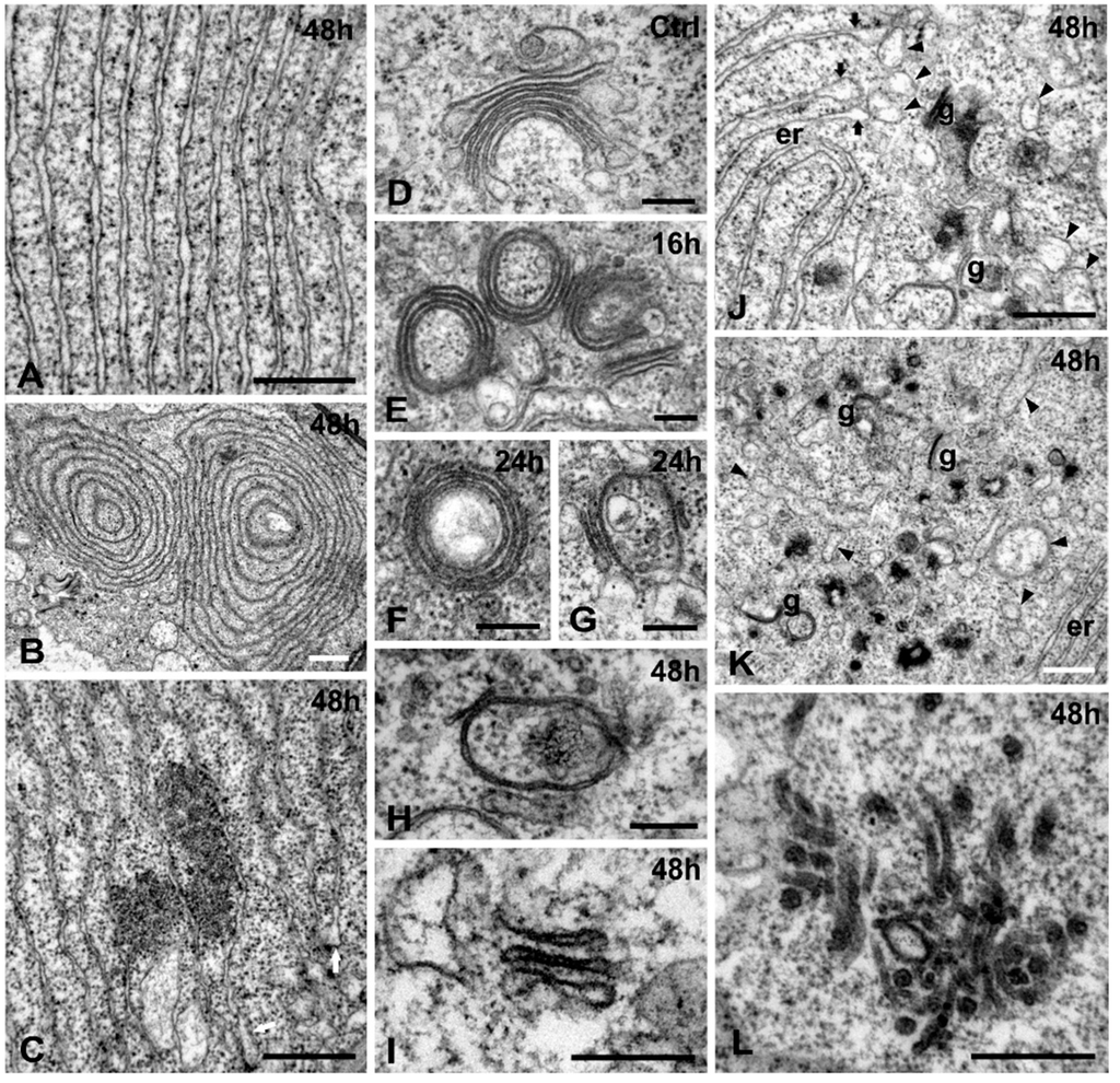 Ijms 16 15852 g005 1024