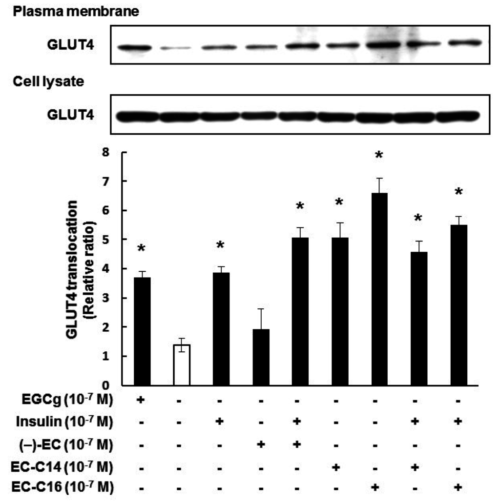 Ijms 16 16288 g005 1024