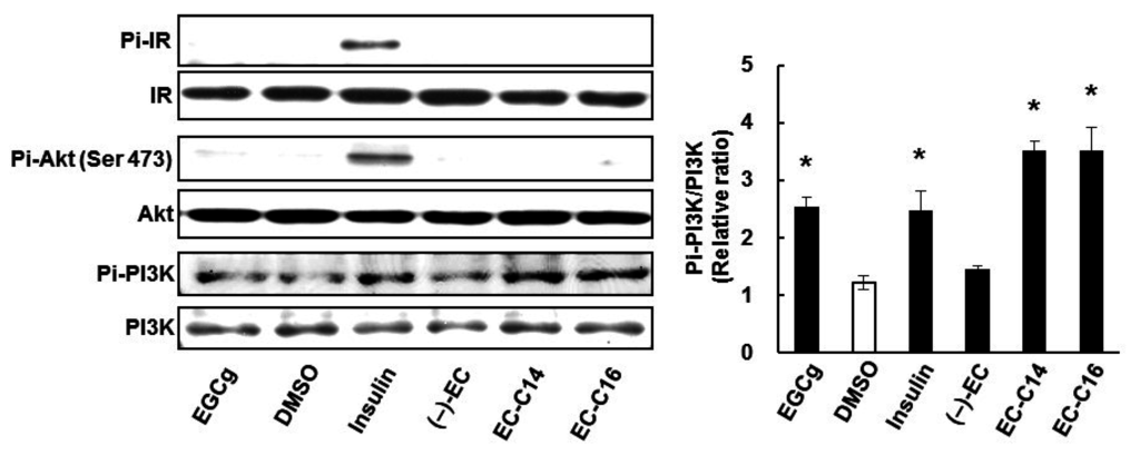 Ijms 16 16288 g007 1024