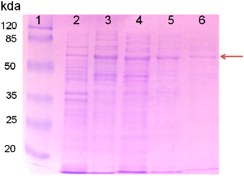 Ijms 16 16695 g001 1024